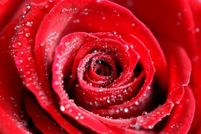 roses photos